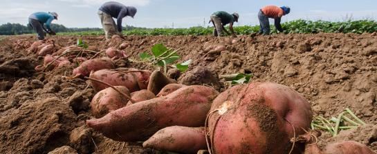 Harvested hand picked large sweet potatoes, at Kirby Farms in Mechanicsville, VA image credit USDA