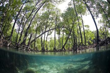 Indonesia mangrove Photo Credit: Ethan Daniels