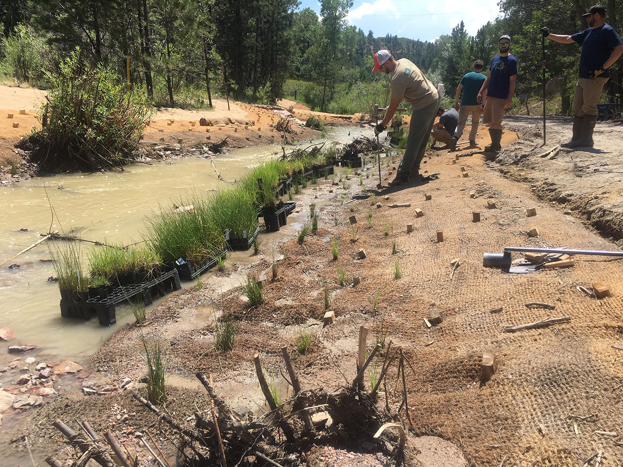 The installation of containerized sedges and rushes in the Mountain-Prairie Region (which includes eight states across three distinct landscapes) by the U.S. Fish and Wildlife Service to help re-establish wetland and riparian habitat.