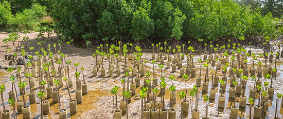 Mangrove planting; image credit 123rf/tapui