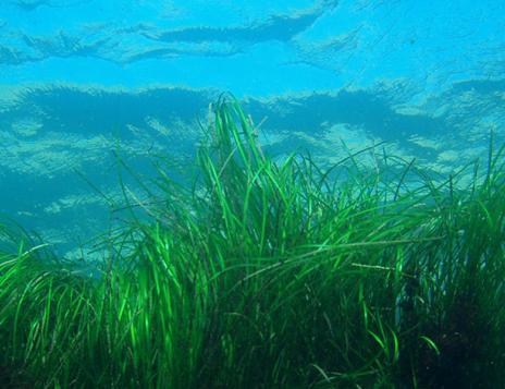 Seagrass Restoration  The Nicholas Institute for Energy, Environment &  Sustainability