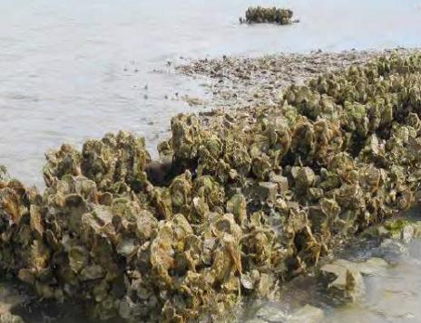 General Oyster Reef Restoration