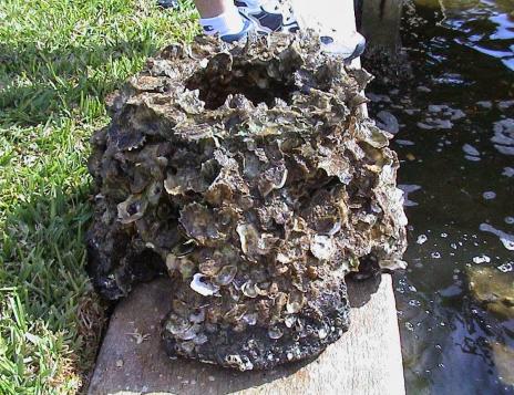 Structurally Complex, Subtidal, Not Intensively Harvested Oyster Reef Restoration