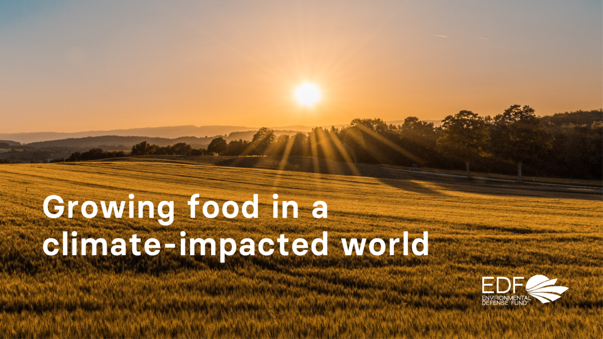 background image of sun rising over an agricultural field. text: "Growing food in a climate-impacted world." logo in bottom right corner for Environmental Defense Fund