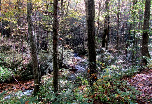 Forest trees and stream in Pisgah National Forest