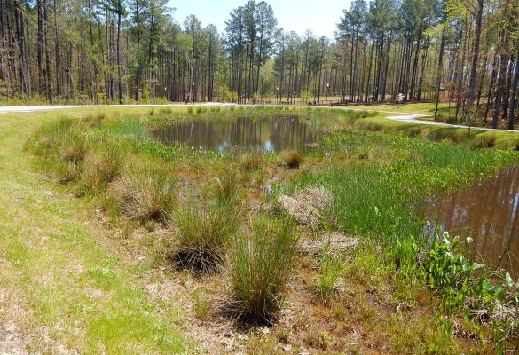 A freshwater marsh area with a pond and wetland vegetation is surrounded by a park that includes a paved walking trail, pine stands, and grassy lawns.
