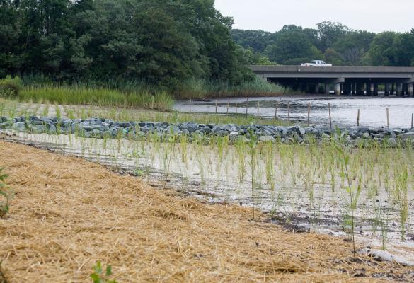 Two fields with rows of cordgrass plantings, separated by a stone wall, on the shores of a river with a roadway crossing over it.