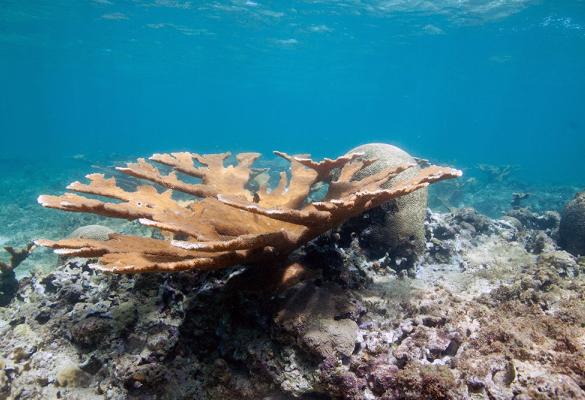 Close-up of an orange-brown Elkhorn Coral in a shallow reef environment.