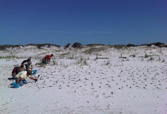 A group of people is planting grasses on a coastal dune as part of a dune rehabilitation project.