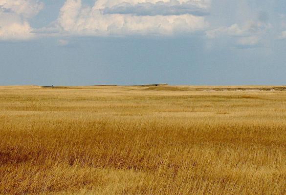 Wide-angle view of prairie grass horizon.