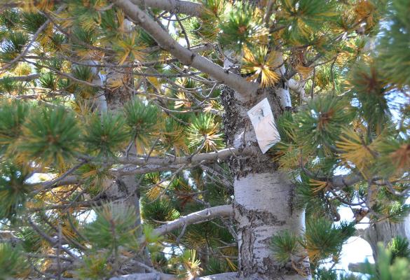 Close-up view of white verbenone pouch attached to bark on upper trunk of whitebark pine tree.