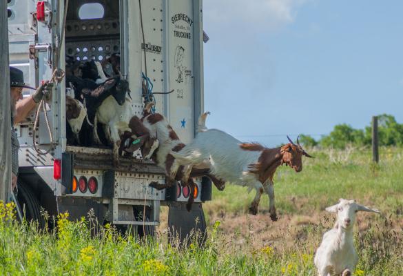 Multiple goats are jumping from the back of a truck after being released at the Bozeman Fish Technology Center.