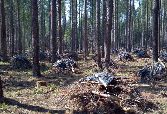 Forest thinning in the Umpqua National Forest of Oregon as a part of a fuel reduction program to minimize the risk of wildfires.