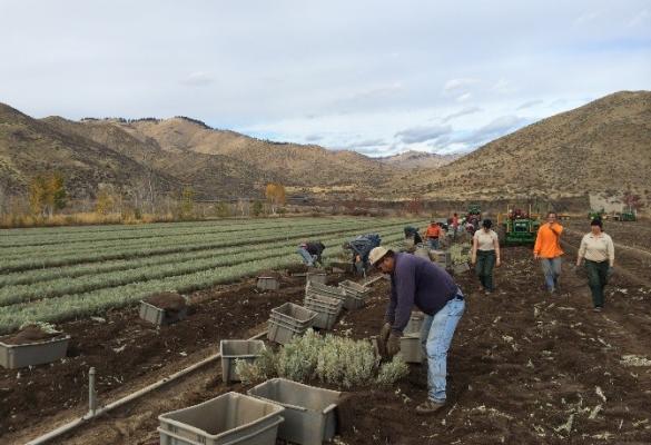 A group of people pack sagebrush plants grown into an outdoor nursery to prepare for planting at a restoration site.
