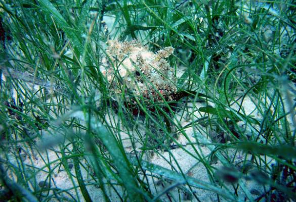 A scorpionfish is hidden in a seagrass meadow.