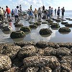 Structurally Complex, Intertidal, Not Intensively Harvested Oyster Reef Restoration