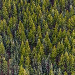 Putting America's Forests to Work on Climate Change