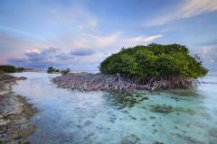 Sustainable Mangrove Management Offers Tangible Benefits to SIDS