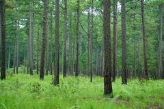 Action Plan Provides Recommendations for Natural and Working Lands to Help Meet NC's Climate Goals