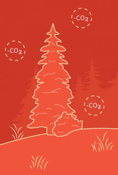 Our Impact: Carbon Credit Payment Tools for REDD+