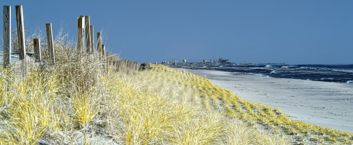 Assateague State Park dune restoration project image credit iStock/Joesboy