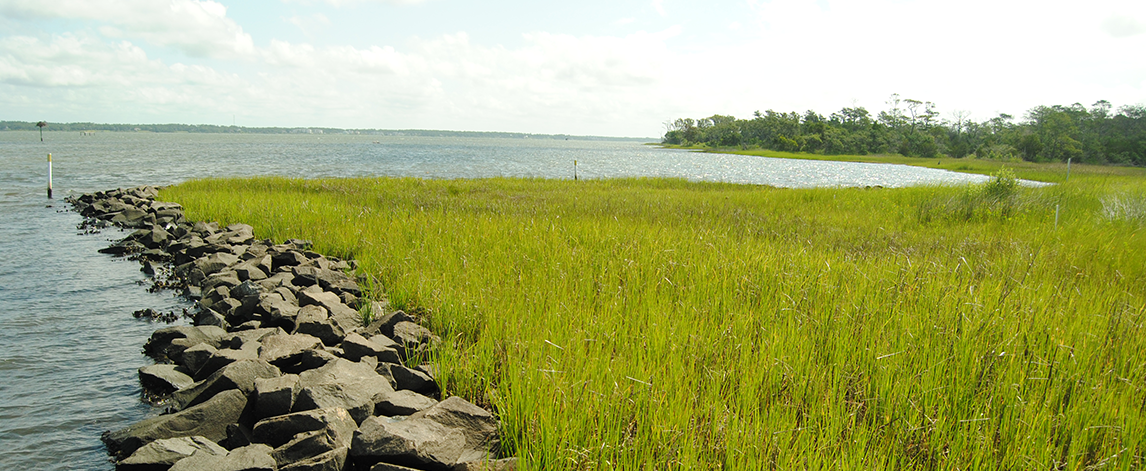 A living shoreline of grasses and trees near the water's edge