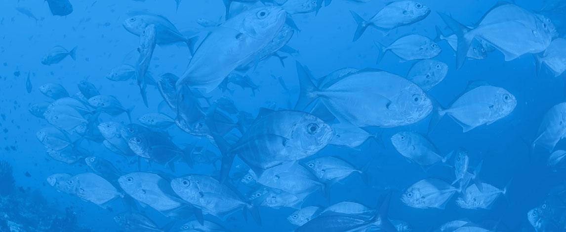 School of fish. Image credit unsplash/Sebastian Pena Lambarri