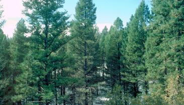 Forest image credit USDA Forest Service