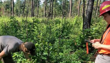 Forest surveying credit USFS