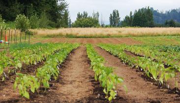 Multnomah County Crops by flickr user MultCo Communications