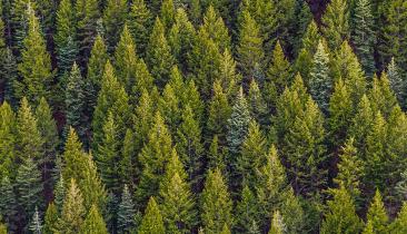 Forests image by pexels.com/Brandon Montrone