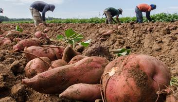Harvested hand picked large sweet potatoes, at Kirby Farms in Mechanicsville, VA image credit USDA
