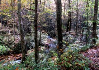Forest trees and stream in Pisgah National Forest