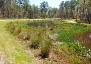 A freshwater marsh area with a pond and wetland vegetation is surrounded by a park that includes a paved walking trail, pine stands, and grassy lawns. 