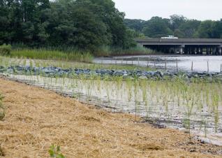Two fields with rows of cordgrass plantings, separated by a stone wall, on the shores of a river with a roadway crossing over it.