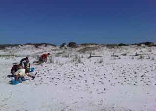 A group of people is planting grasses on a coastal dune as part of a dune rehabilitation project.