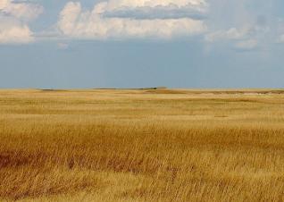 Wide-angle view of prairie grass horizon.