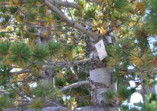 Close-up view of white verbenone pouch attached to bark on upper trunk of whitebark pine tree.