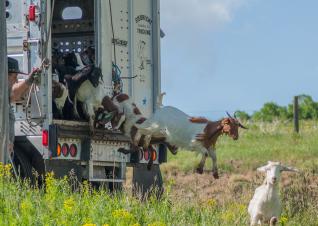 Multiple goats are jumping from the back of a truck after being released at the Bozeman Fish Technology Center.