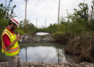 Mangrove forest restoration by the Corps of Engineers’ South Atlantic Division, which oversees military and water-resources design, construction, and operation in the Southeast, the Caribbean, and Central and South America.