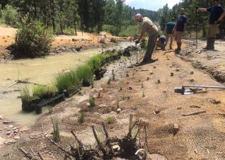 The installation of containerized sedges and rushes in the Mountain-Prairie Region (which includes eight states across three distinct landscapes) by the U.S. Fish and Wildlife Service to help re-establish wetland and riparian habitat.