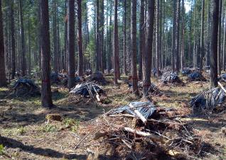 Forest thinning in the Umpqua National Forest of Oregon as a part of a fuel reduction program to minimize the risk of wildfires.