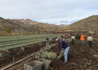 A group of people pack sagebrush plants grown into an outdoor nursery to prepare for planting at a restoration site.