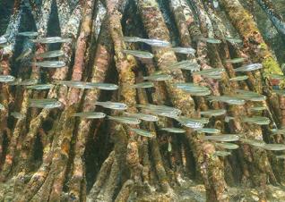 Fish near mangrove root credit iStock.com/Damocean